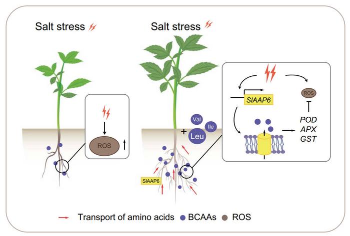 A proposed model for the role of SlAAP6 in the salt stress response.