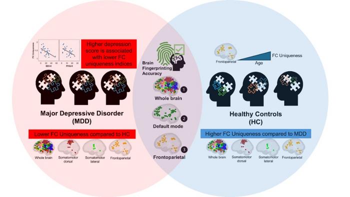 Comparative analysis of the brain functional connectome (FC) uniqueness