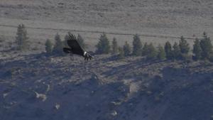 Condors in Patagonia