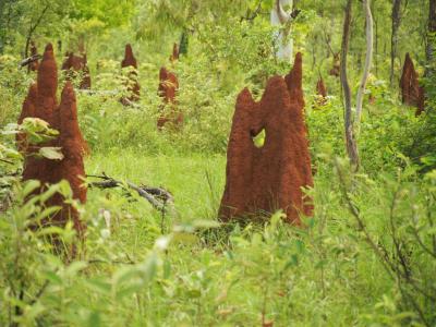 Termite Mounds