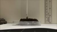 Ant Tower Construction