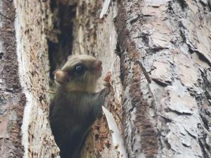 Glaucomys volans