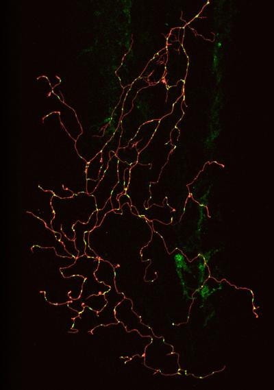 Single Zebrafish Sensory Neuron