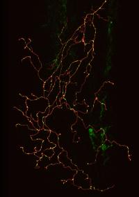 Single Zebrafish Sensory Neuron