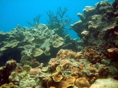 Coral Reefs Could Use Relief from Climate Change (3 of 3)