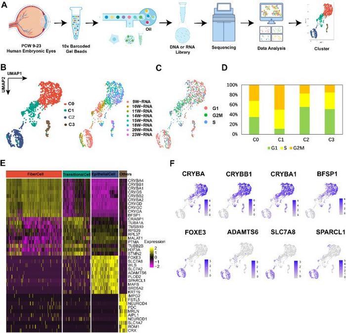 Single-cell RNA sequencing (scRNA-seq) identified four clusters of human embryonic eye lens cell clusters.