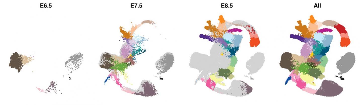 A 'Molecular Map' of Early Mammalian Gastrulation
