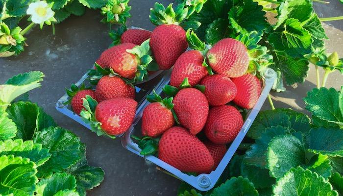 UC Davis Selects Global Plant Genetics, Ltd. for Strawberry Licensing in Europe, Mediterranean and South America