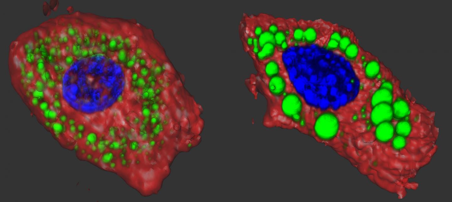 Fat Cells from Mice