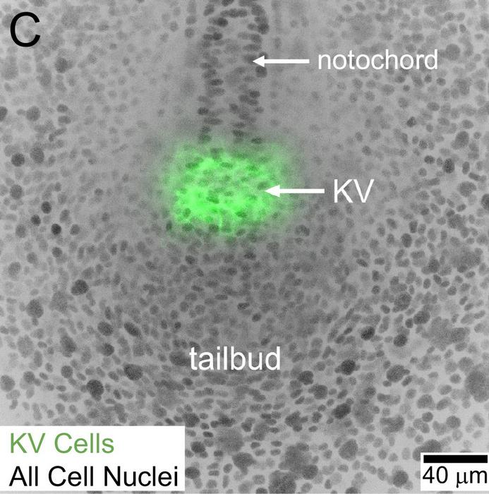 Microscopic view of Kupffer's vesicle