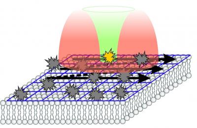 STED-RICS Microscope