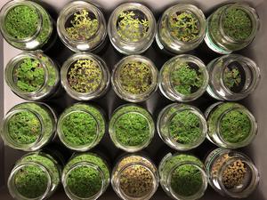 Azolla ferns in the lab