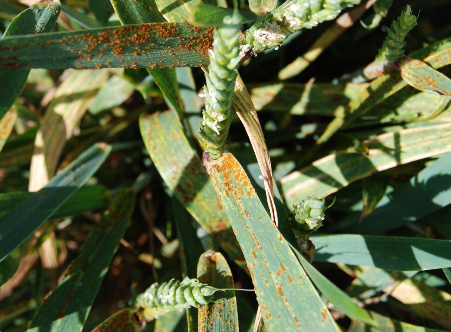 Wheat Stem Rust