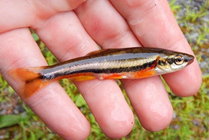 Clinch Dace 2