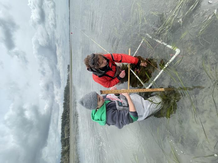 Eelgrass fieldwork