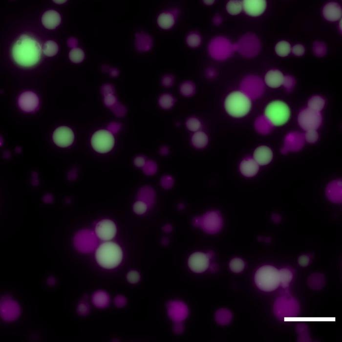 Synthetic cells
