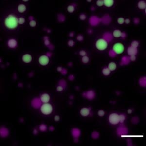 Synthetic cells