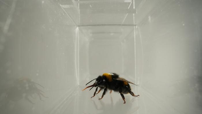 Bumblebee "licks its lips"