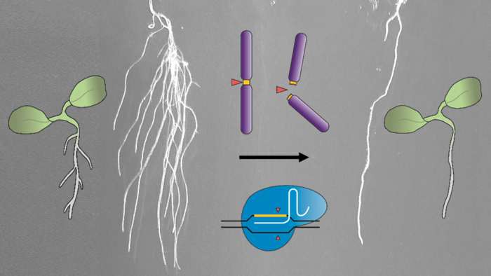 Using Gene Scissors to Specifically Eliminate Individual Cell Types