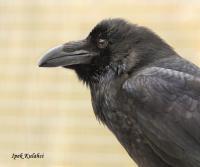 Raven