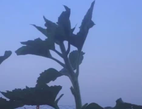 Growing Sunflower