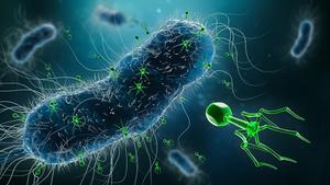 Bacteriophages attaching to a bacteria cell