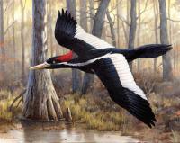Woodpecker-Audobon