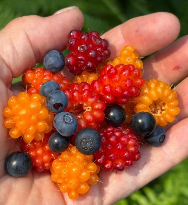 A harvester collects blueberries and salmonberries from the Tongass National Forest.