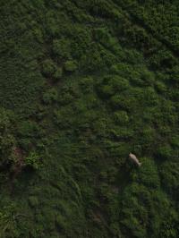 Sumatran Elephant UAV POV