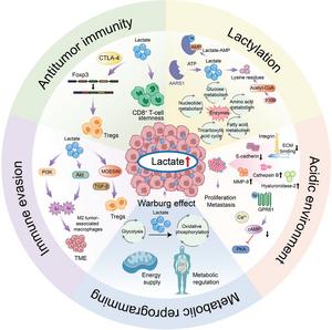 Interplay between lactate and lactylation in the TME.