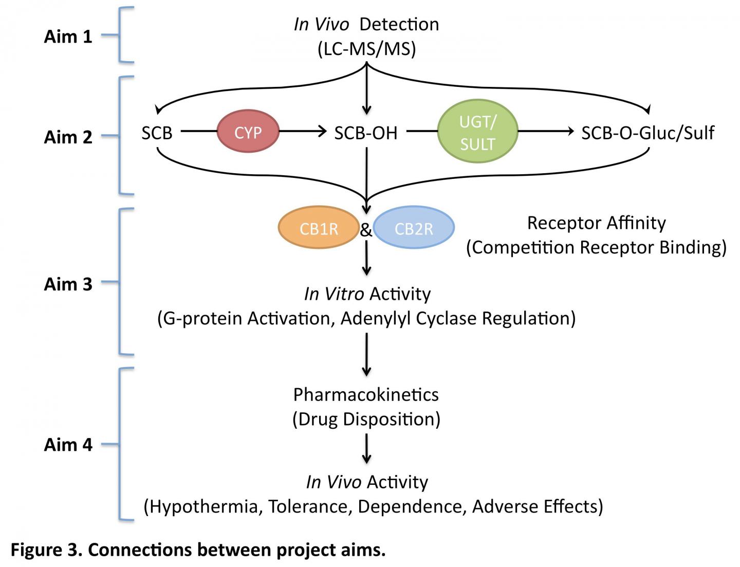 Metabolic Pathways for Synthetic Cannabinoids