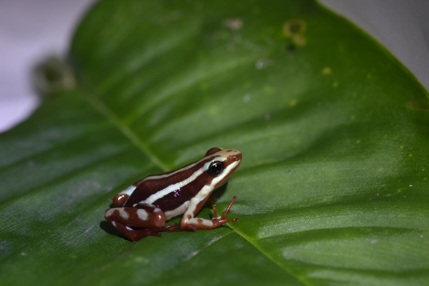 The 'Paradox' of Poisonous Frog Resistance against Their Own Toxins Explained (3 of 16)