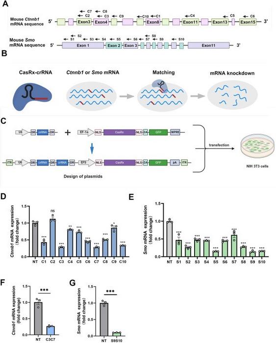 Efficient knockdown of the Ctnnb1 or Smo transcripts using CasRx in vitro