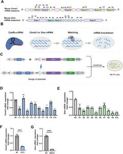 Efficient knockdown of the Ctnnb1 or Smo transcripts using CasRx in vitro