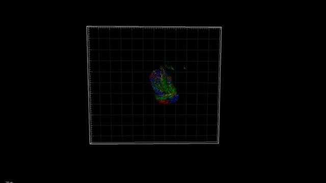 Fluorescent Colors Spread Through Developing Mouse Embryo Heart