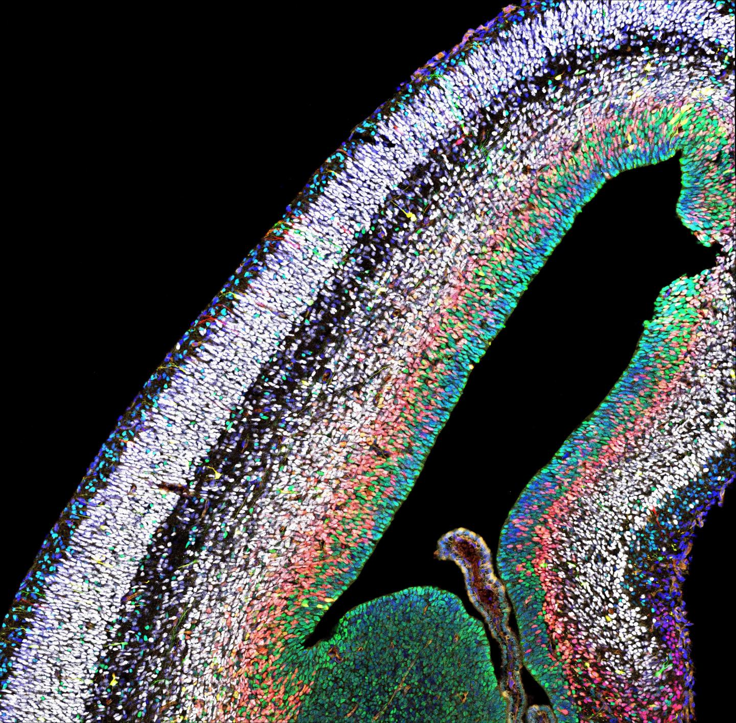 Confocal Image Of The Embryonic Mouse Cortex