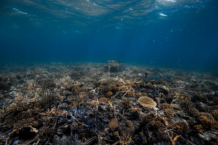A restored reef, 2 years after installing Reef Stars