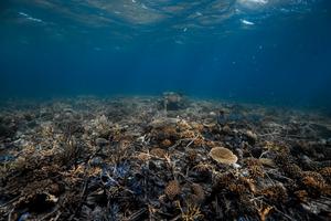 A restored reef, 2 years after installing Reef Stars