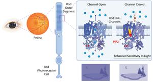 Study Reveals How a Membrane Lipid Tunes the Eye’s Response to Light