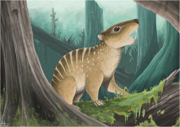 Novaculadon mirabilis