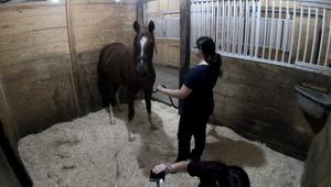 When eyeing a predator, horses keep a poker face as their hearts race