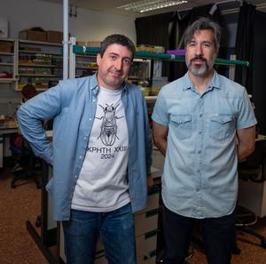 New study uncovers how the haltere, the flight stabilizer in flies, is shaped