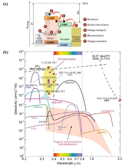 Figure | Peculiarities of room temperature organic photodetectors.