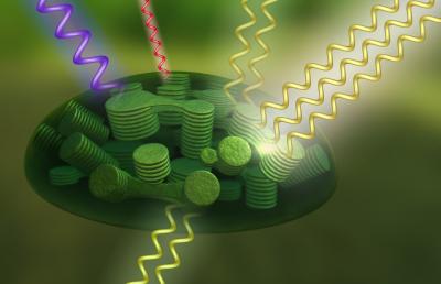 Machinery inside the Chloroplasts of Plant Cells