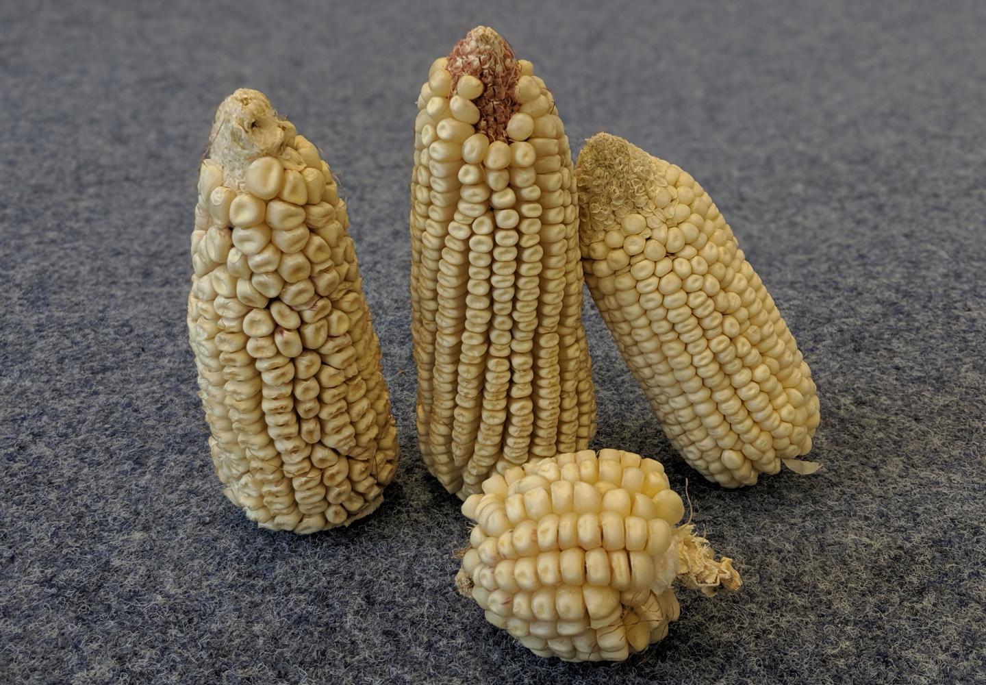 Corn on the Cob