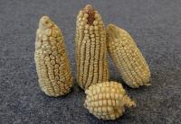 Corn on the Cob