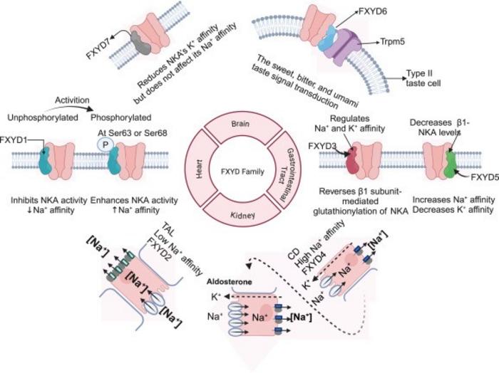 The diverse regulatory roles of FXYD family proteins in modulating NKA activity across different tissues