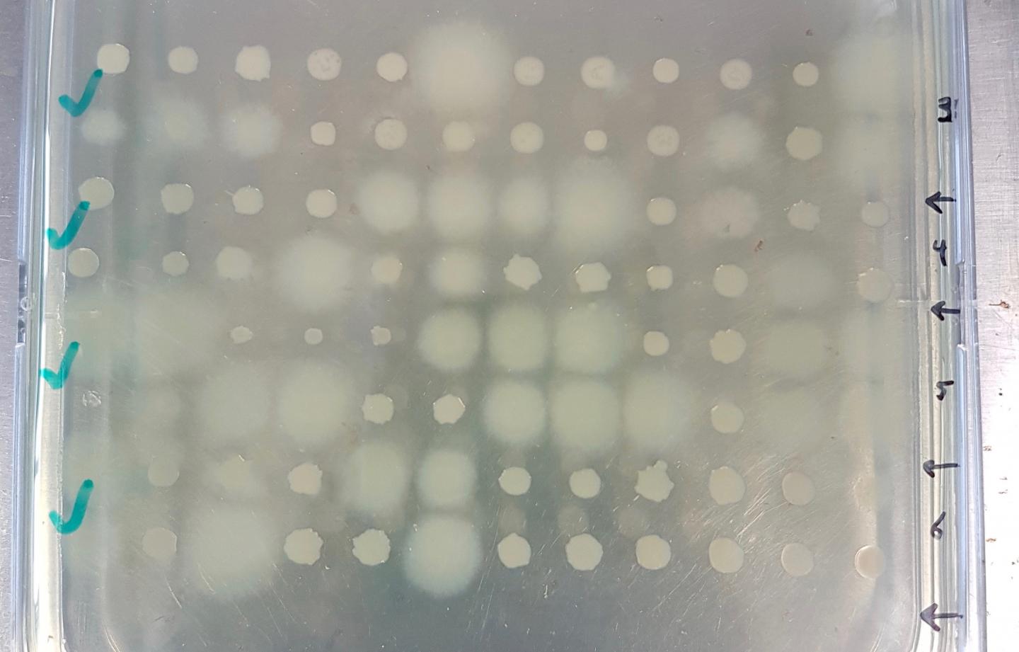 Plate with Bacterial Colonies