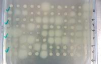 Plate with Bacterial Colonies