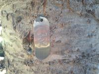 A tagged subalpine fir tree